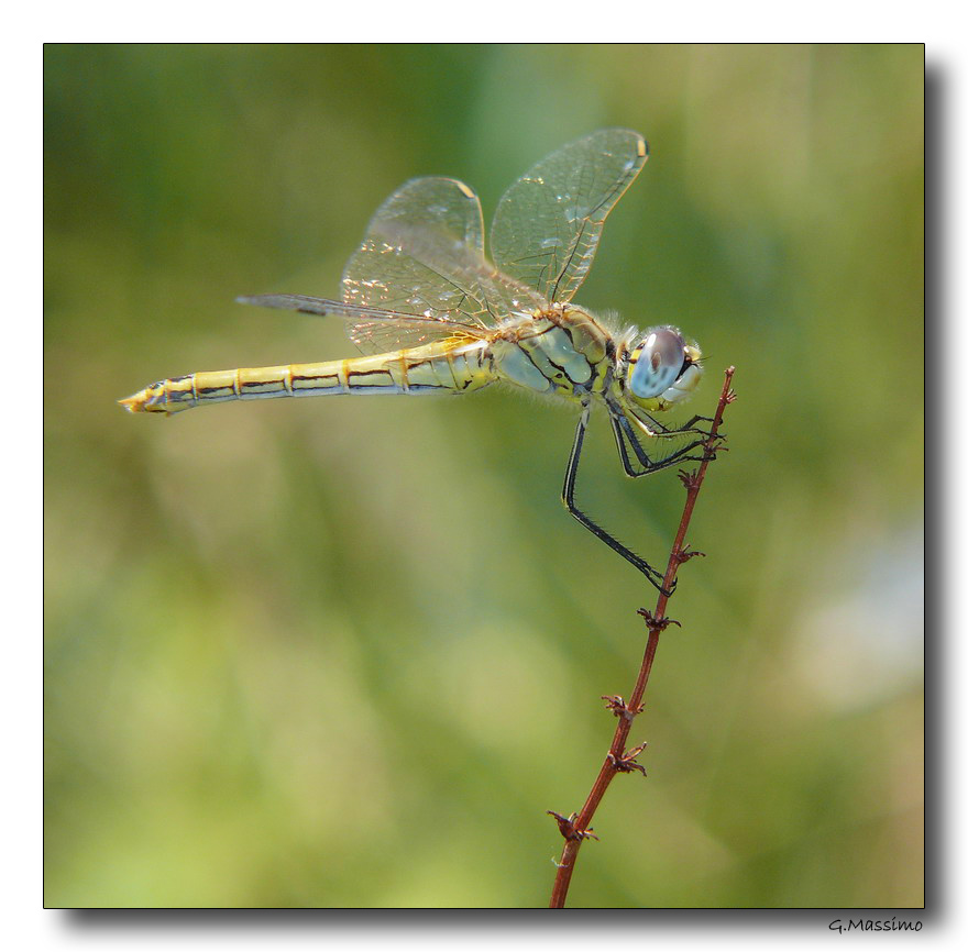 Dragon 32
