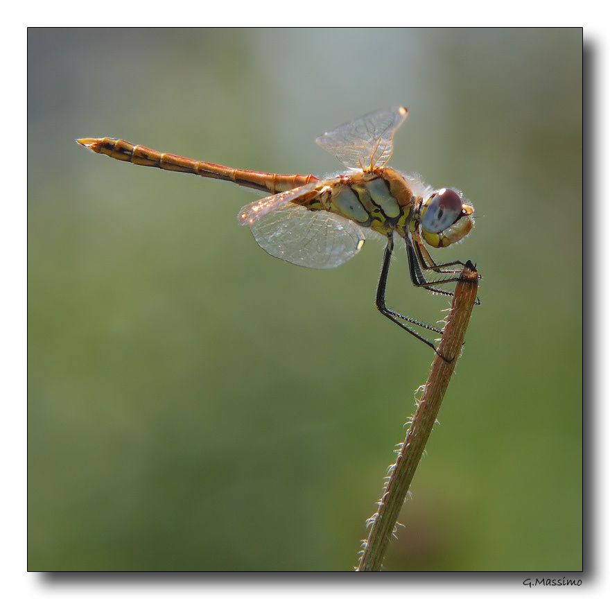 Dragon 33