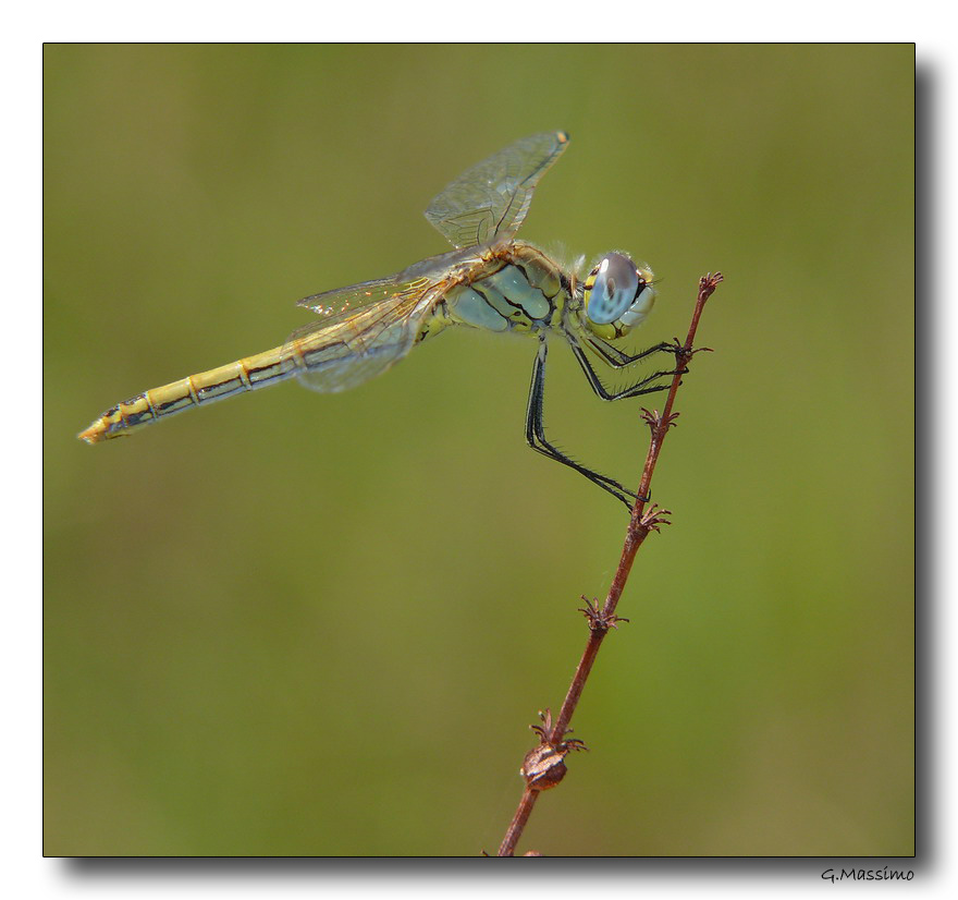 Dragon 38