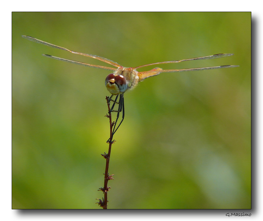 Dragon 39