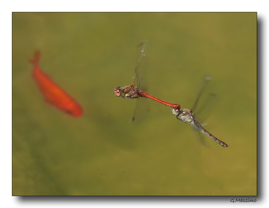 Dragon 65 - coppie in volo