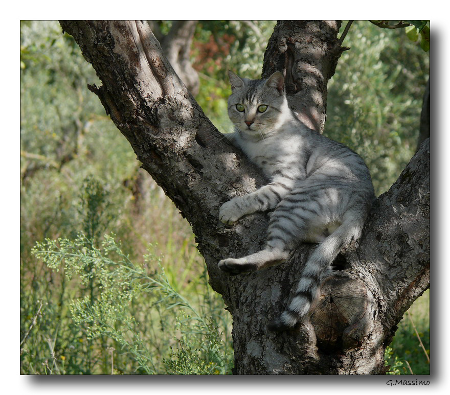 Gatto