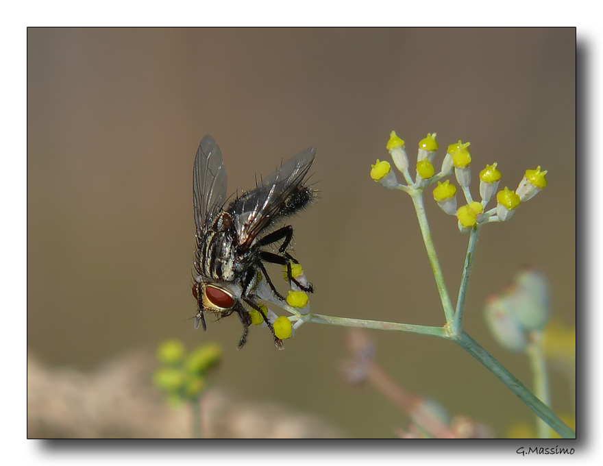 Mosca