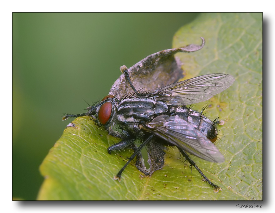 Mosca 2