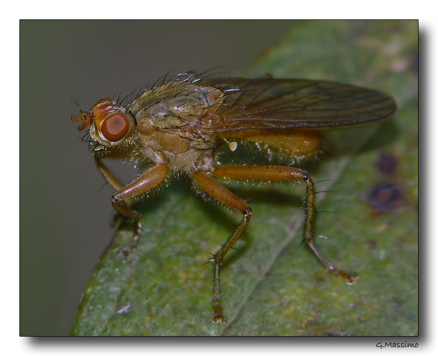Mosca 3