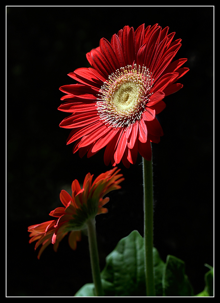 Gerbera
