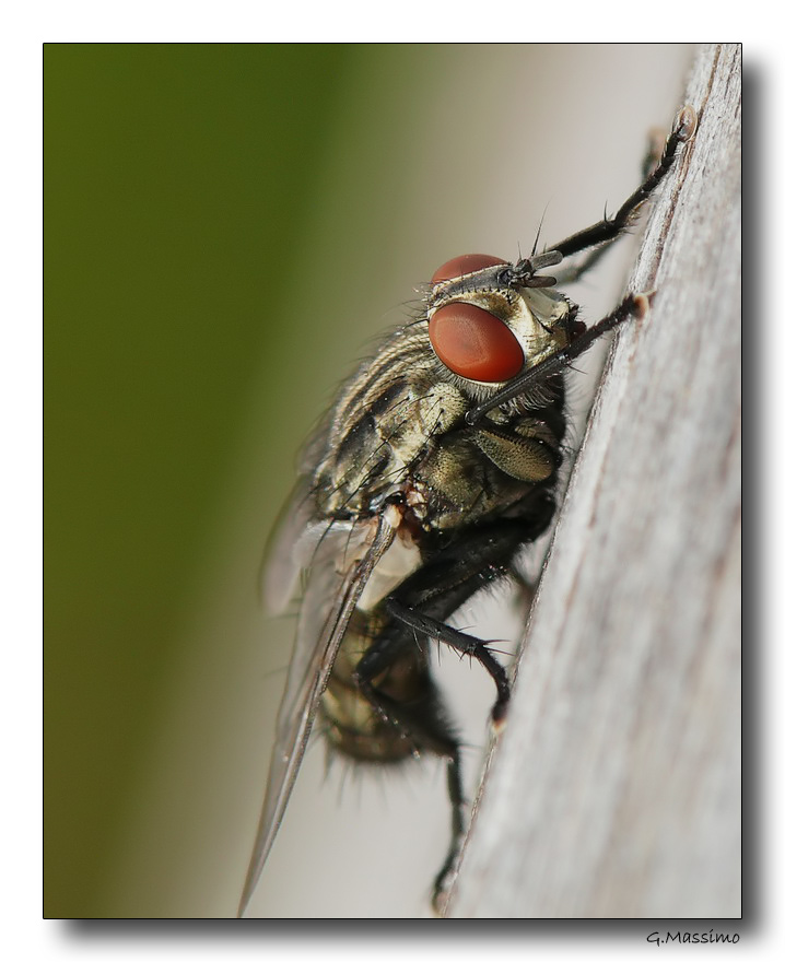 Mosca 4