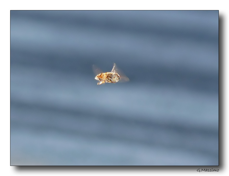Sirfide in volo 2