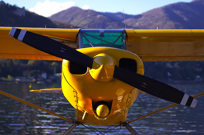 Piper Giallo