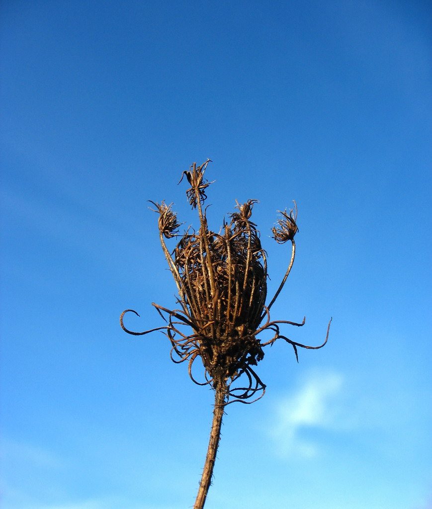 Per sfondo il cielo 1