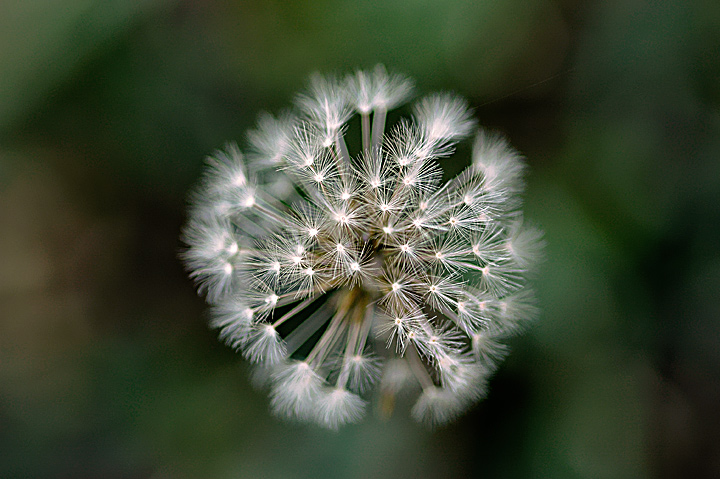 Soffione
