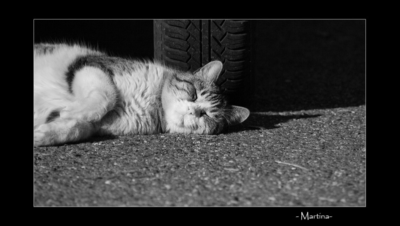 La siesta del micio