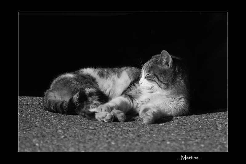 Micione