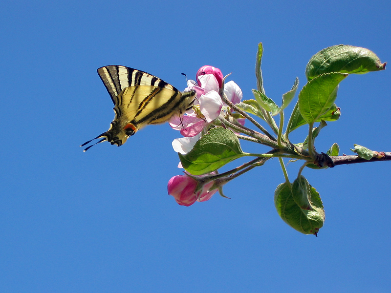 Farfalla