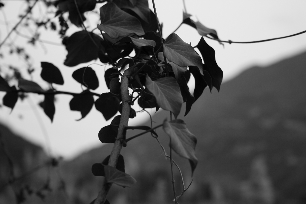 foglie