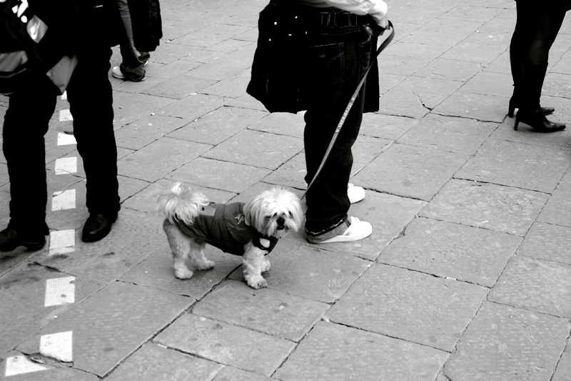 Un freddo cane