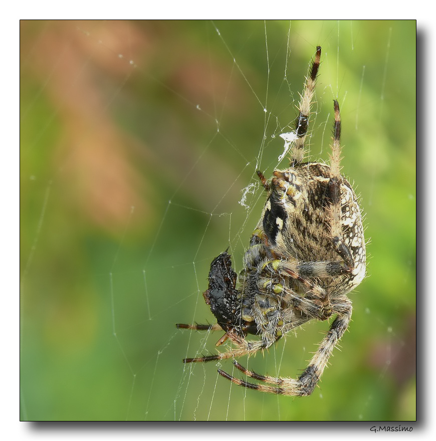 Spider con preda 1