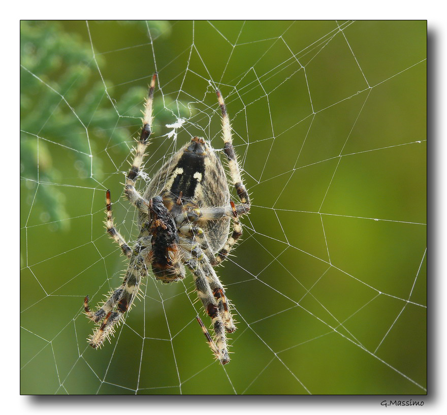Spider 2