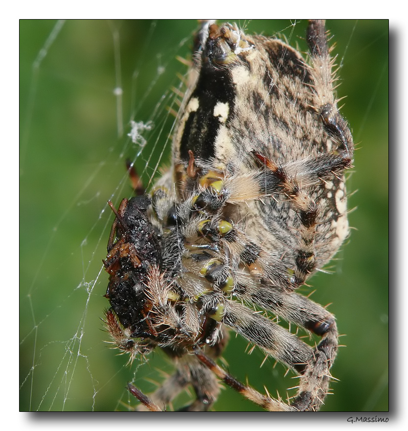 Spider 3