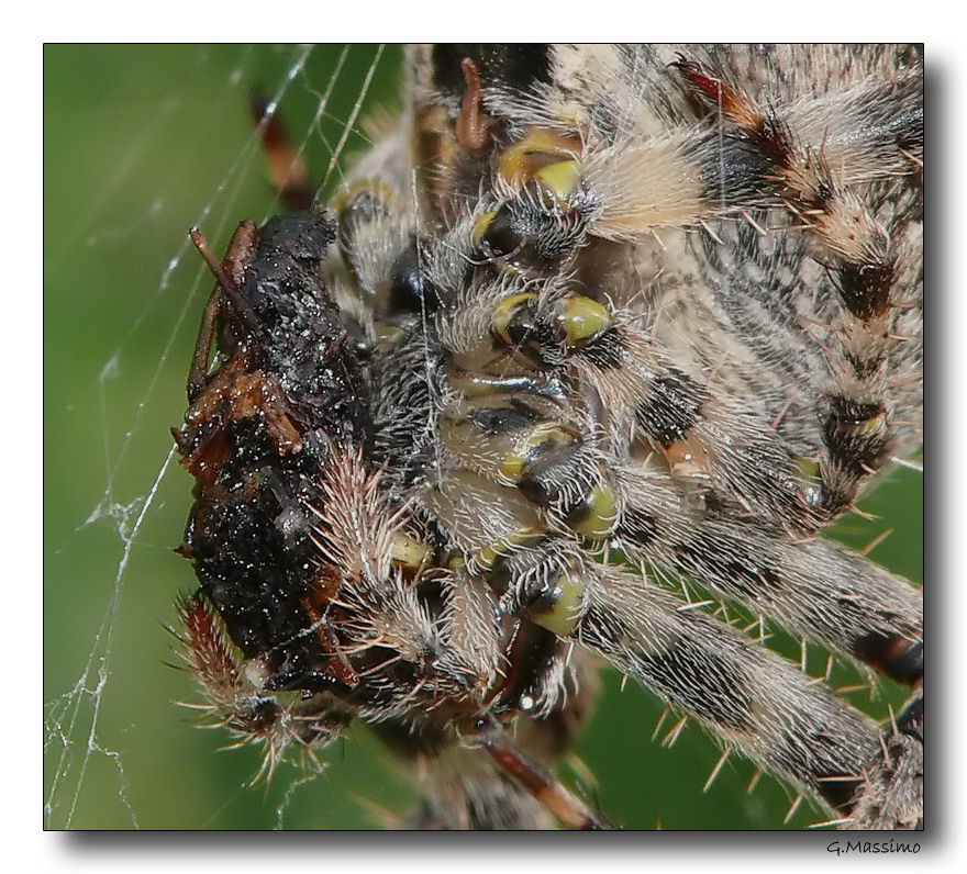 Spider 4