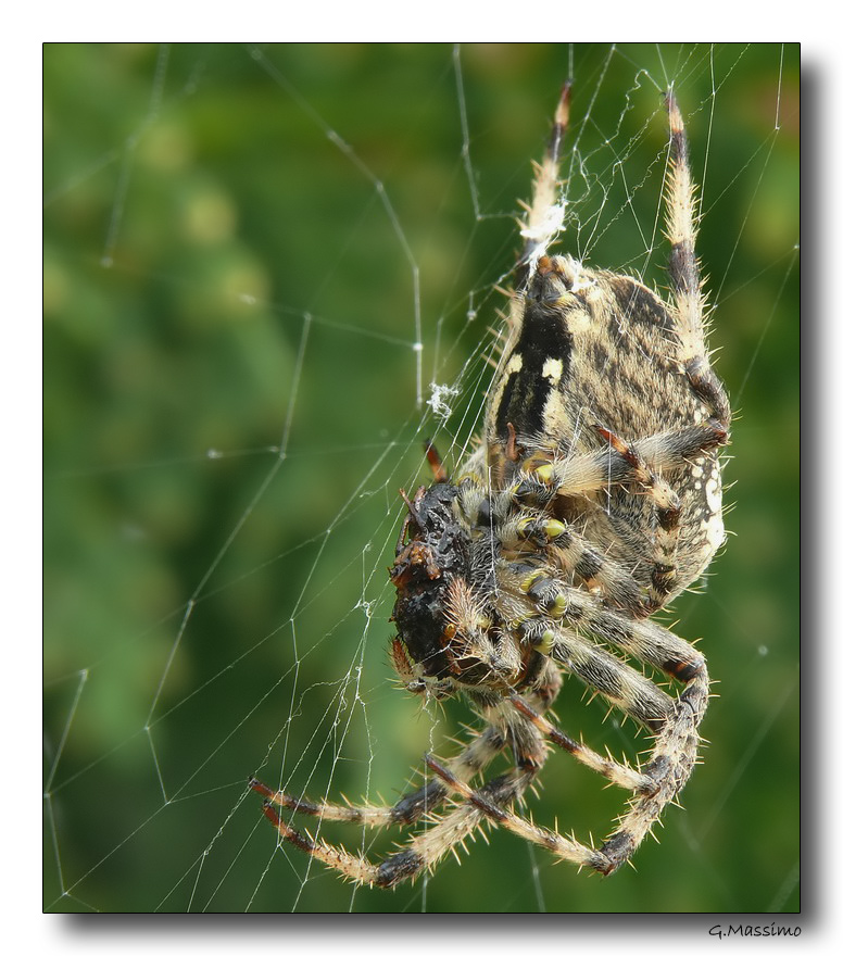 Spider 5