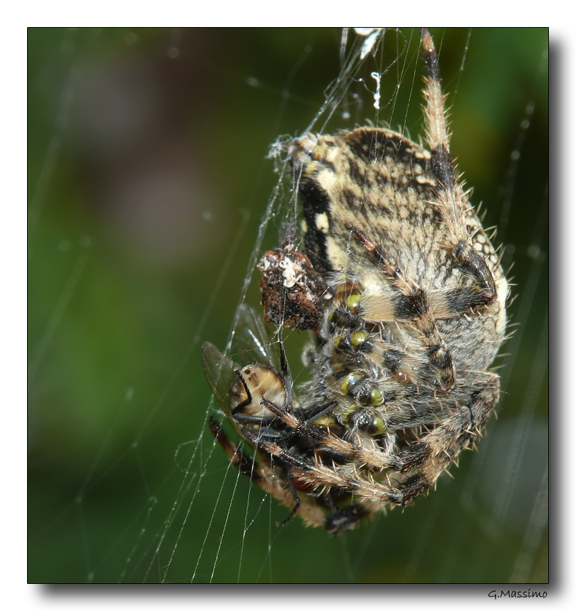 Spider 7