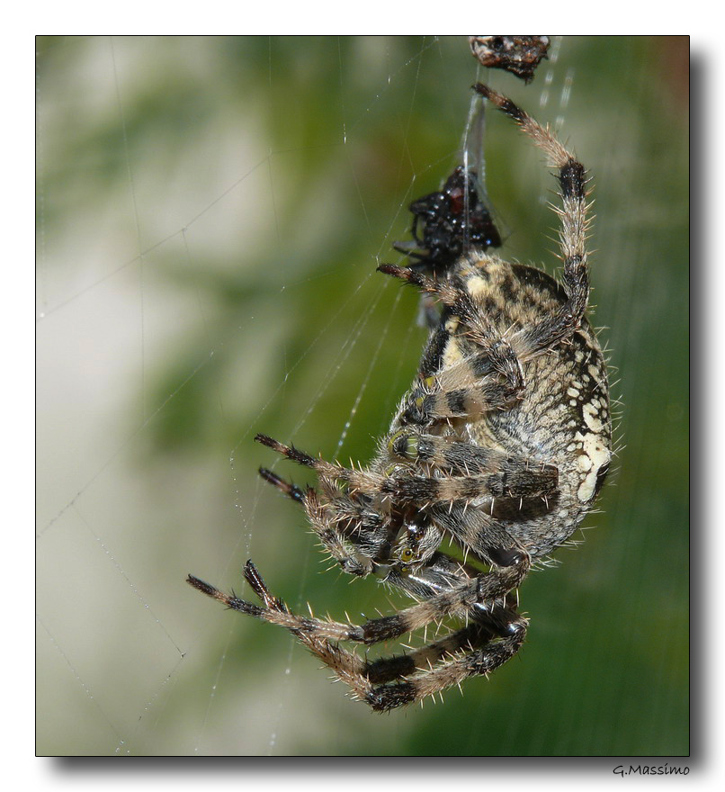 Spider 9