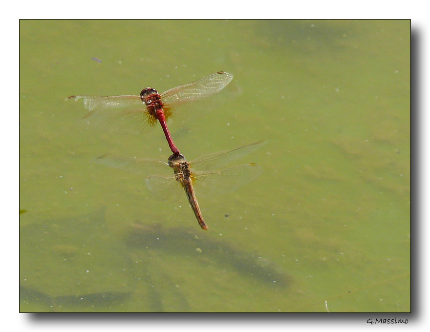 libellule accoppiate in volo