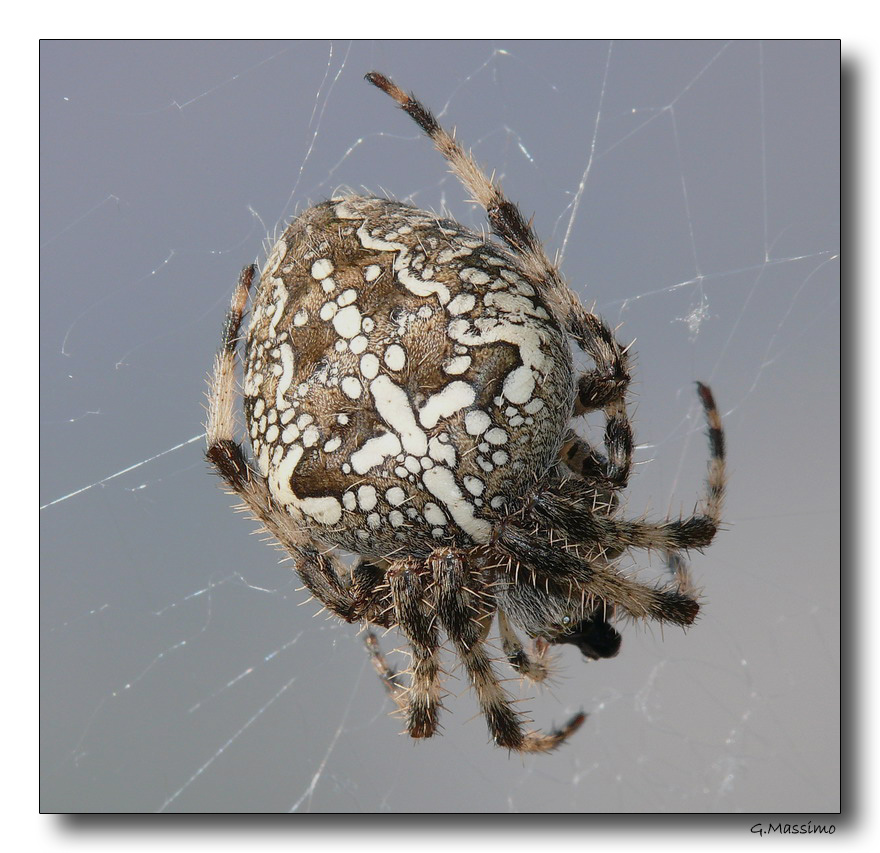 Spider 14