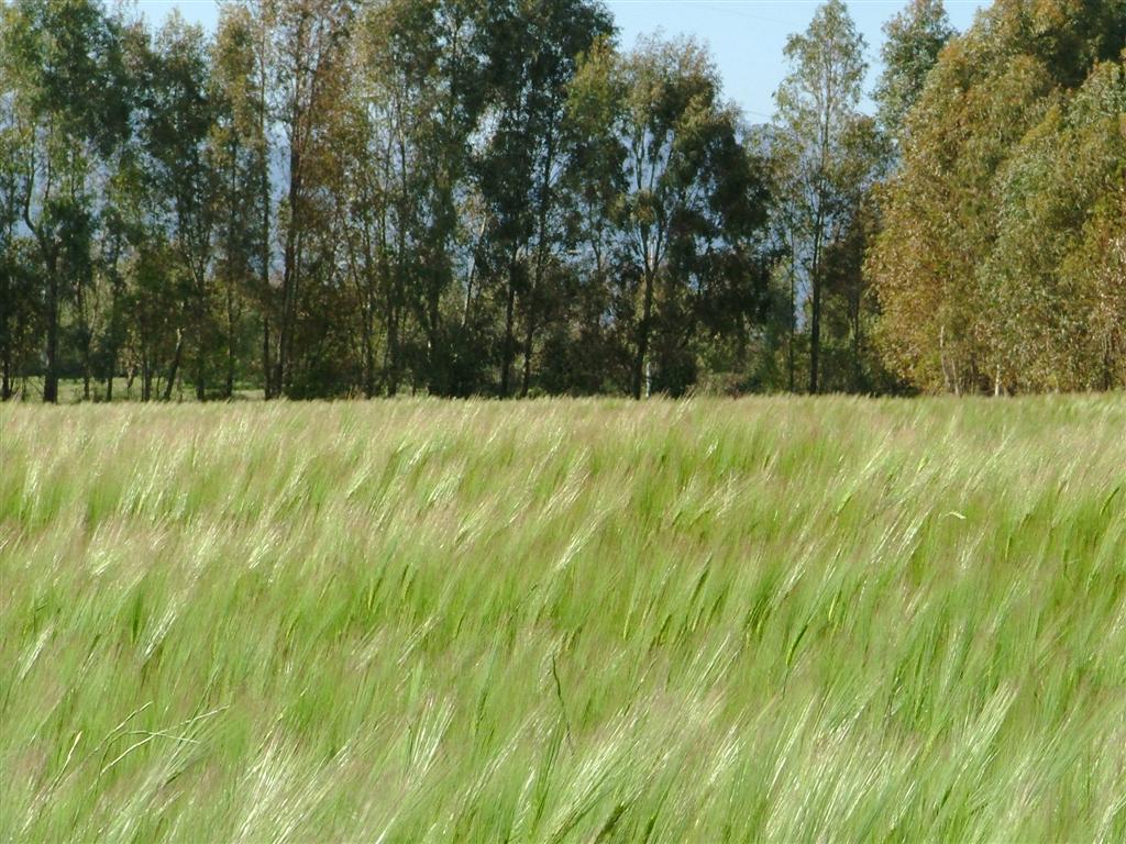 un campo di avena in una giornata ventosa