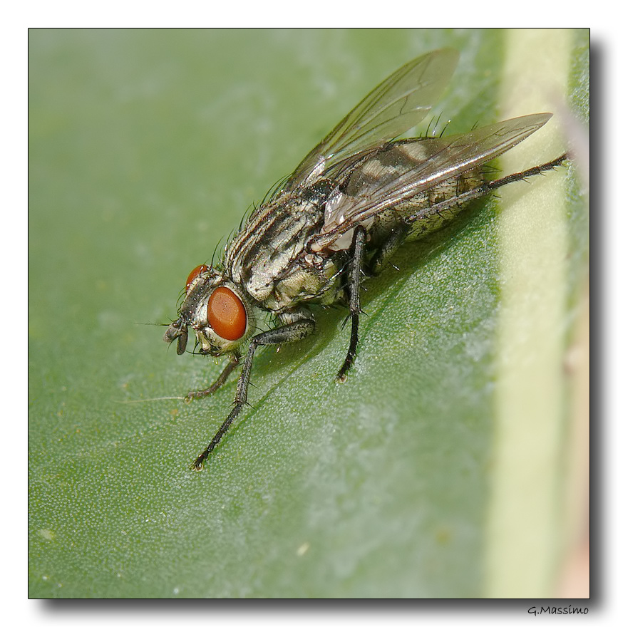 mosca