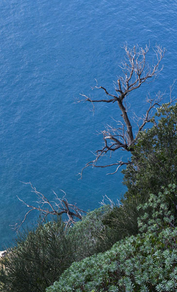 albero