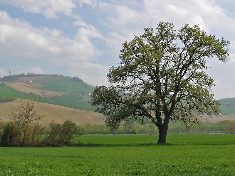 Albero