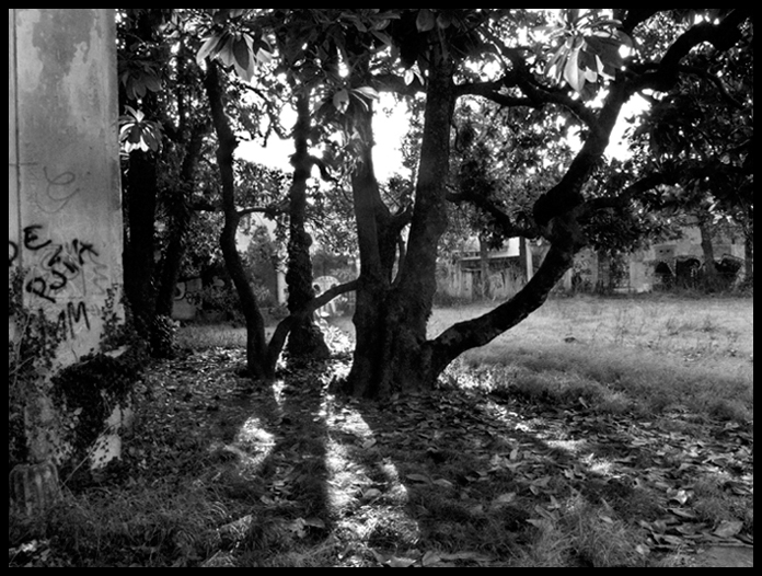 Albero custode del retro