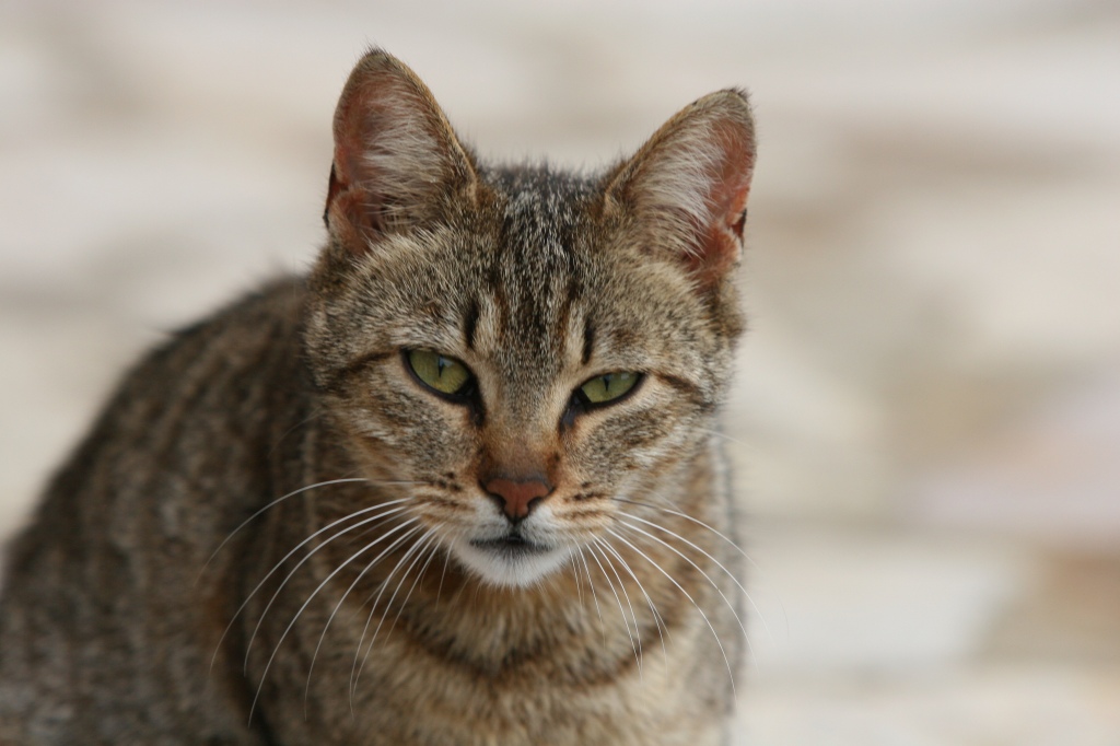 Gatto