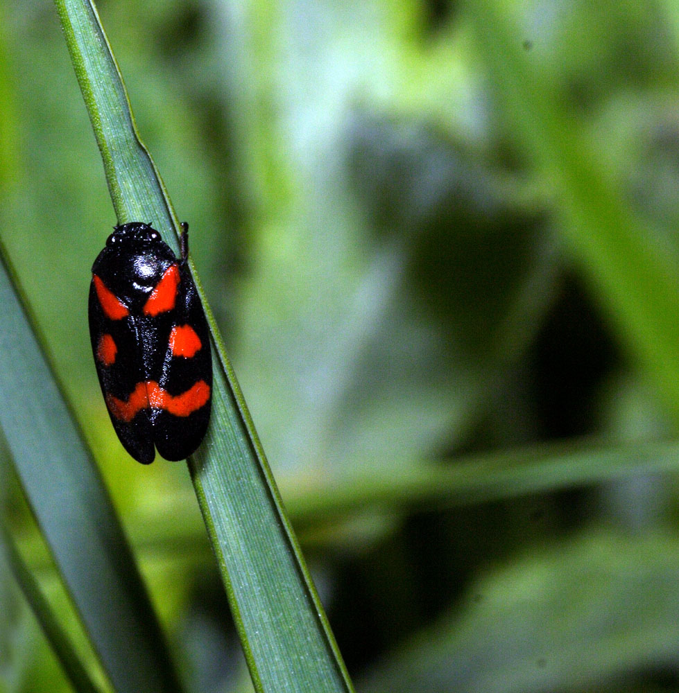 verde-rosso.nero