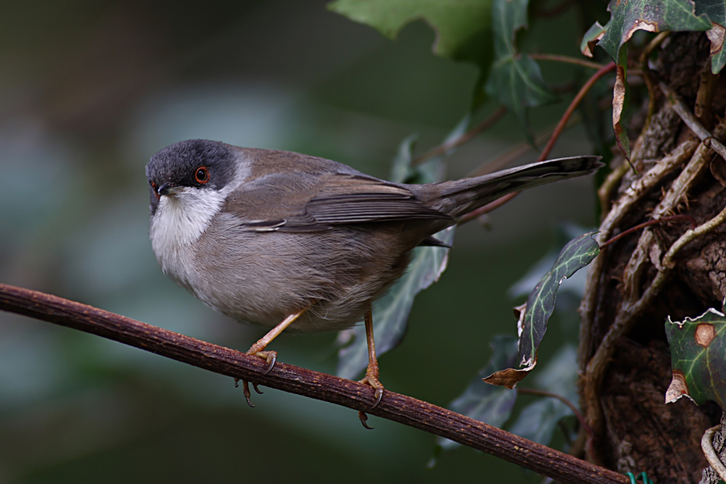 occhiocotto 2