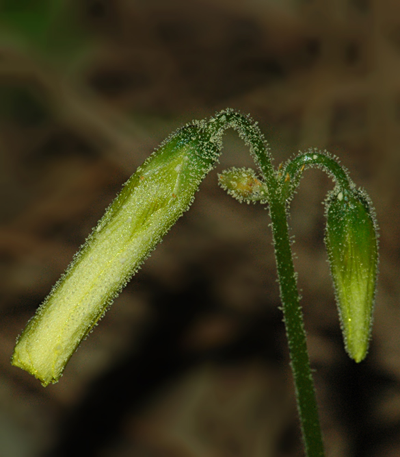 Acetosella