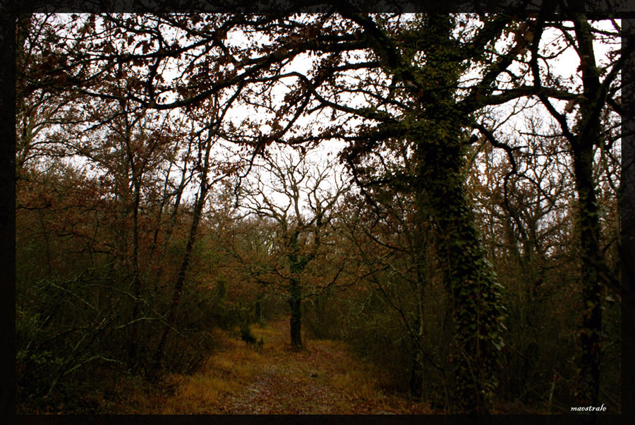 BOSCO...RIVISITATO....
