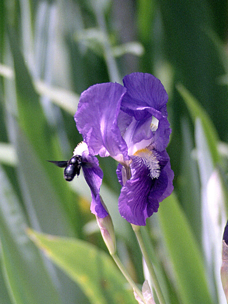 Iris e Calabrone