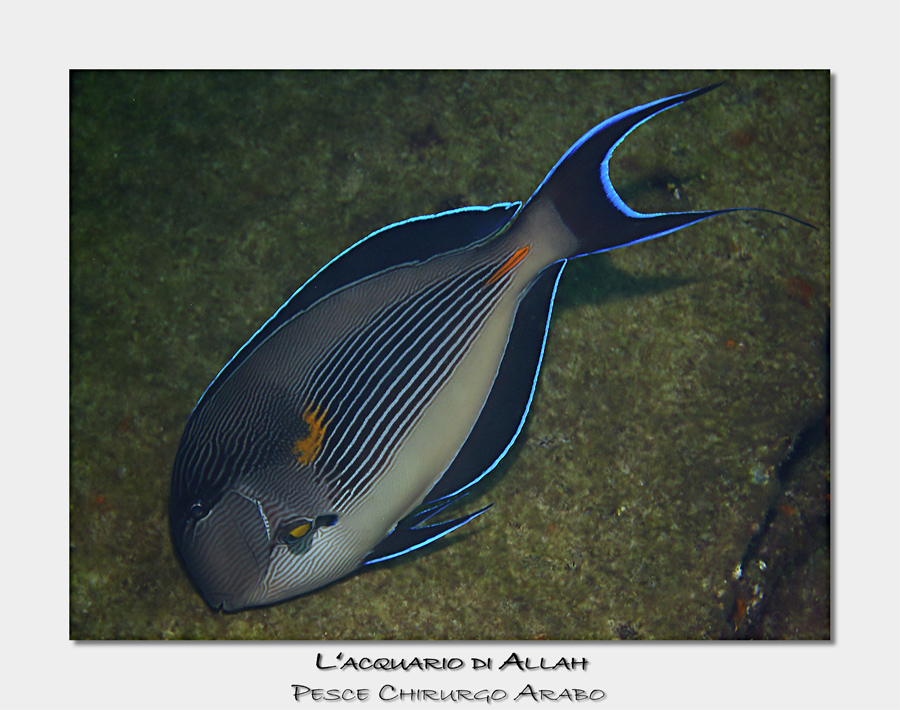 Pesce Chirurgo Arabo