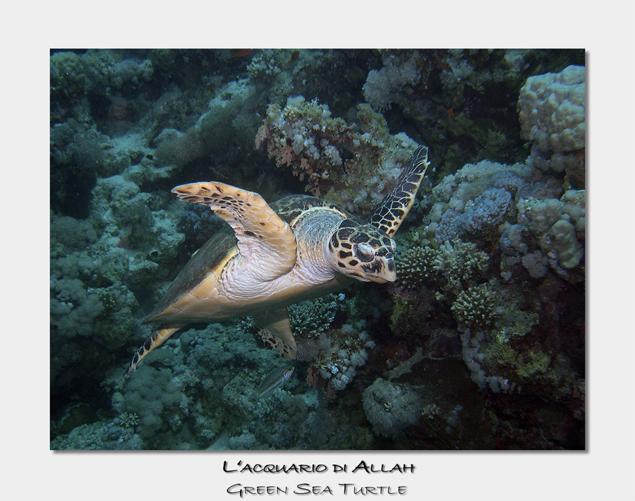 Green Sea Turtle I