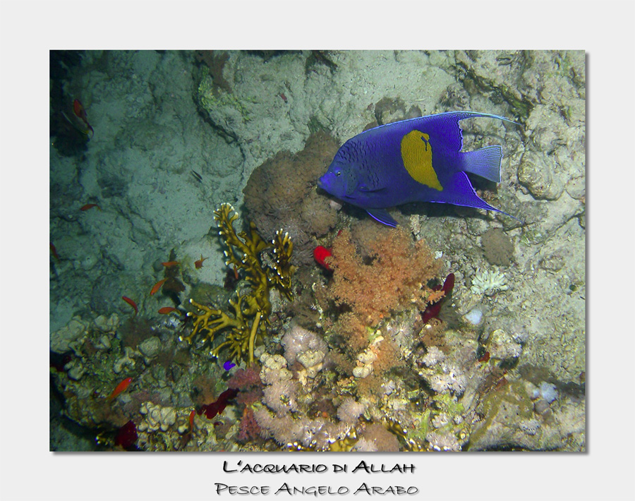 Pesce Angelo Arabo