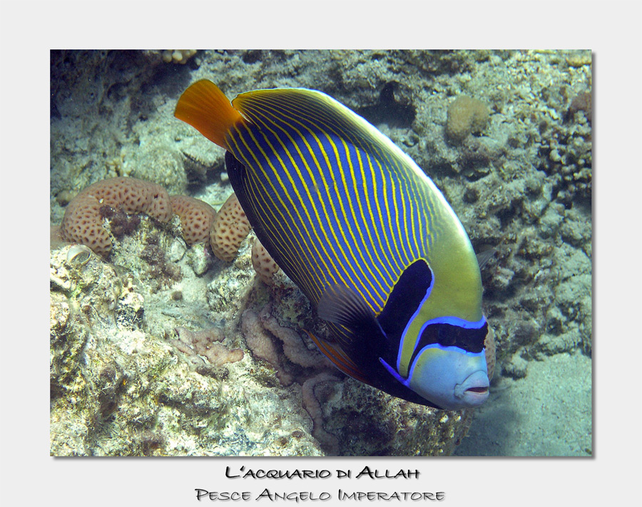 Pesce Angelo Imperatore