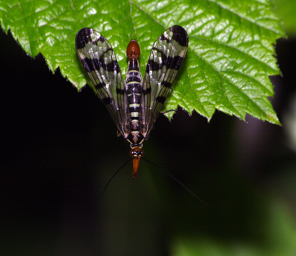 mosca scorpione