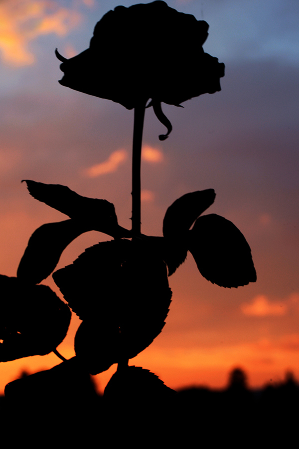 silhouette