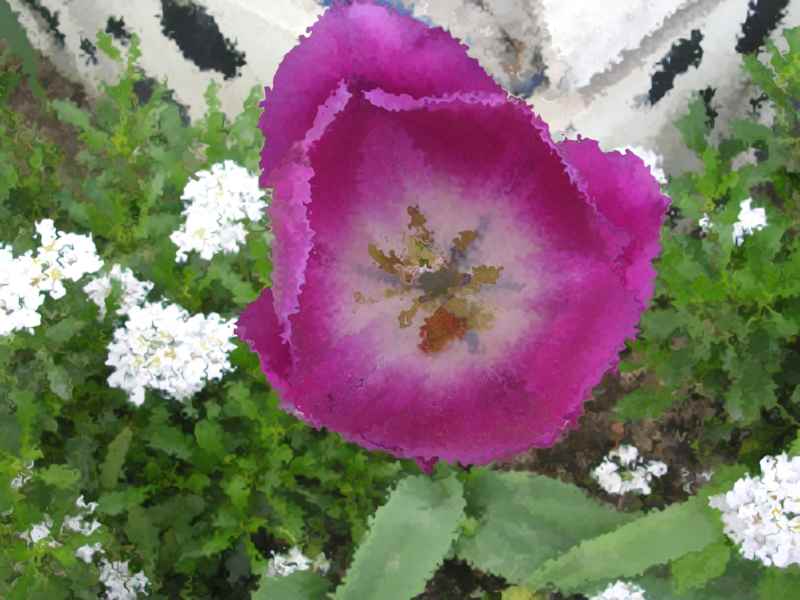 fiori