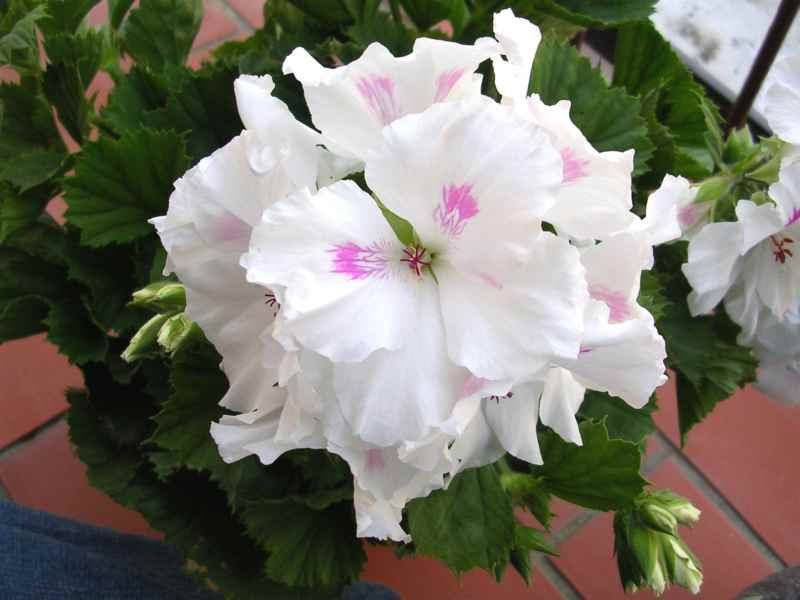 fiore
