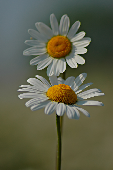 Innamorati