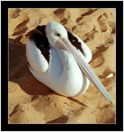 pellicano